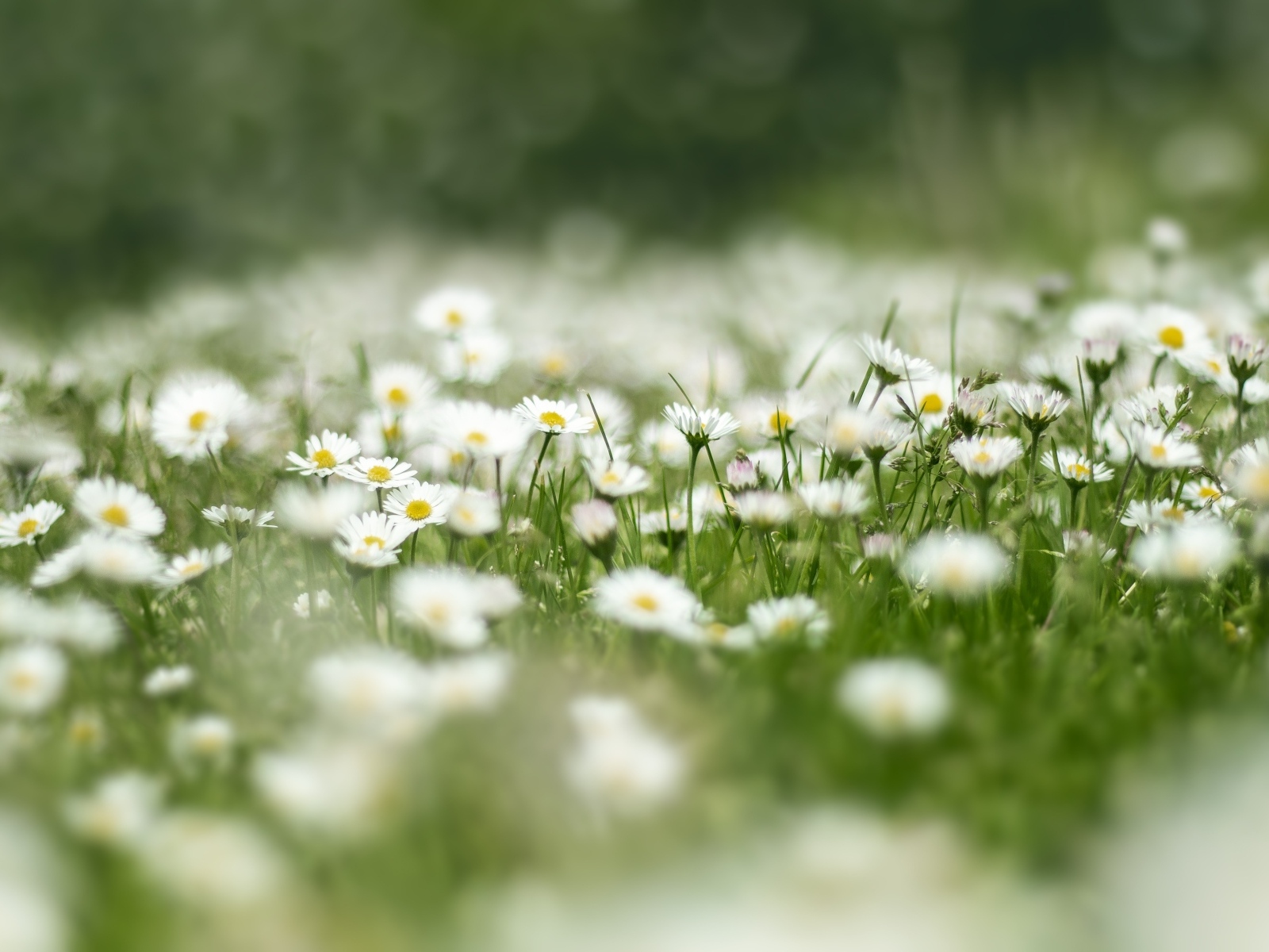 Поле с нежными белыми цветами маргаритки