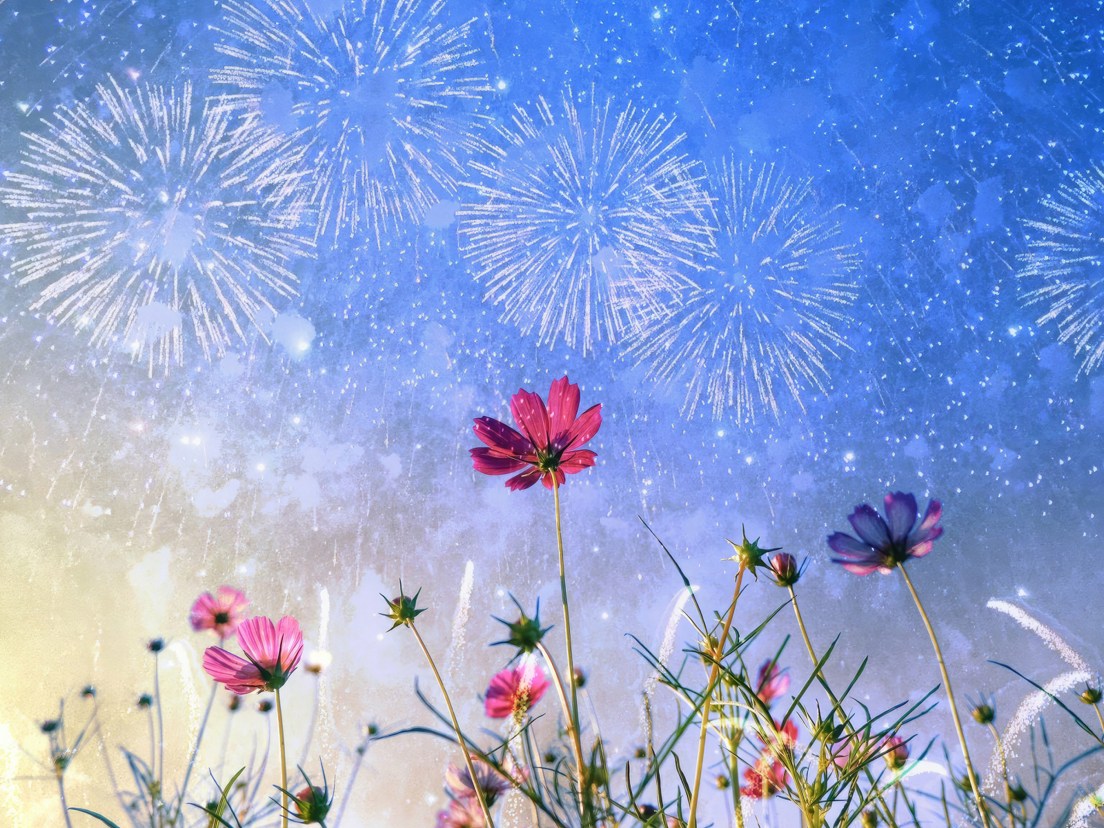 Салют в небе над цветами космеи