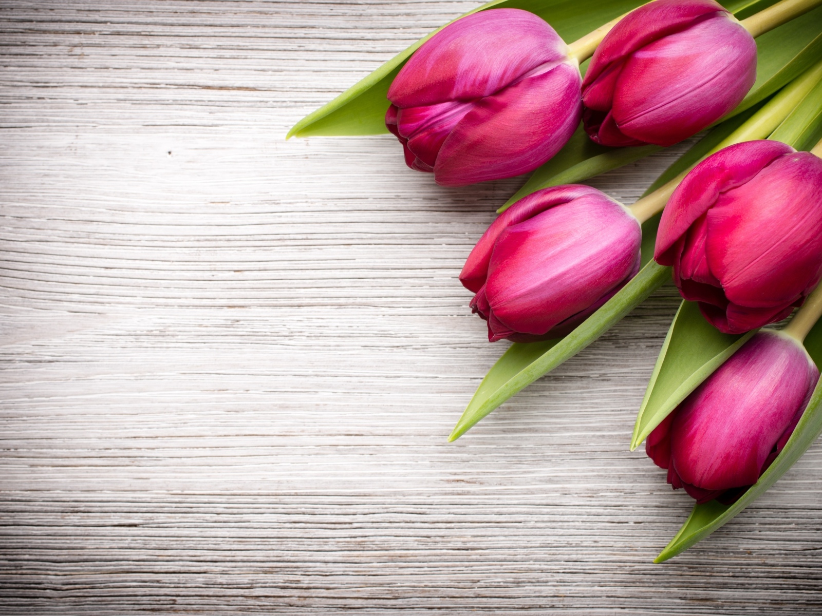 Пять розовых тюльпанов на деревянном фоне