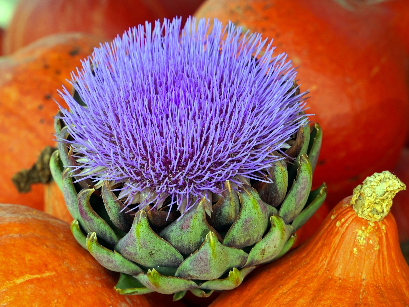 Цветущий артишок и тыква крупным планом