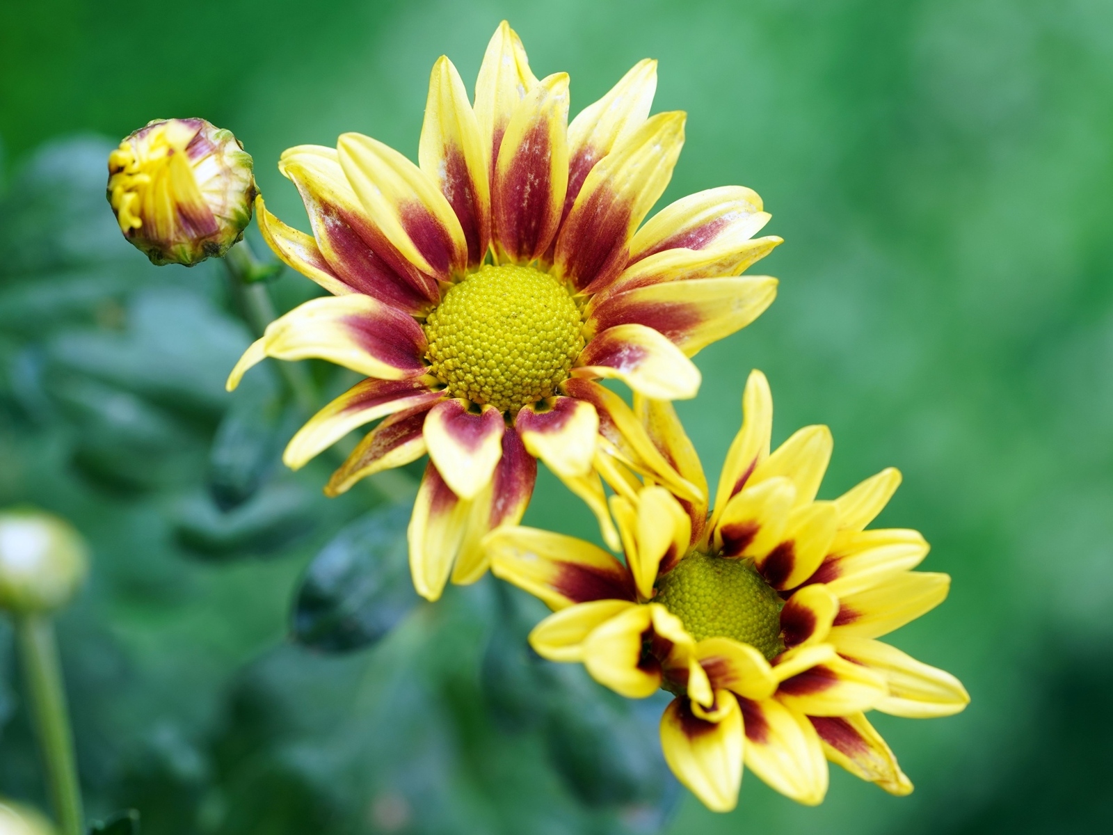 Цветы газания с бутонами крупным планом