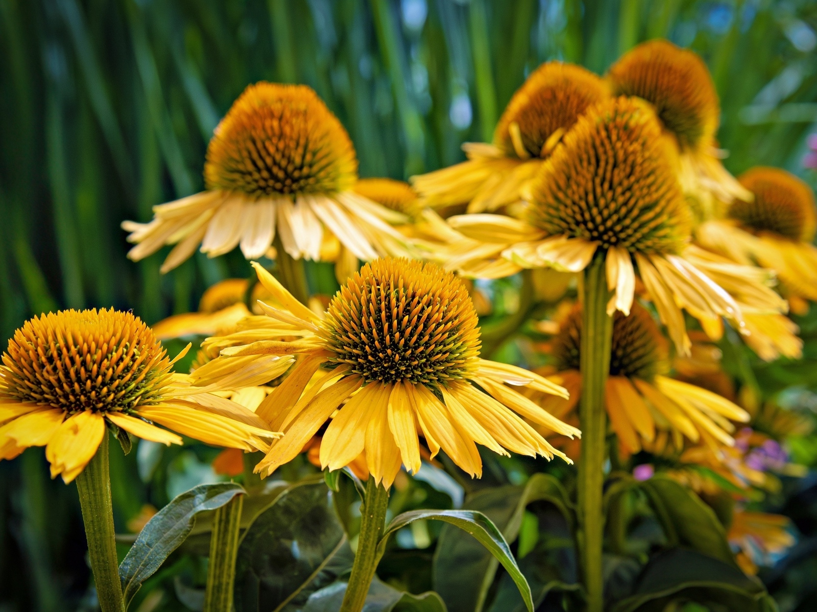 Крупные цветы эхинацеи крупным планом