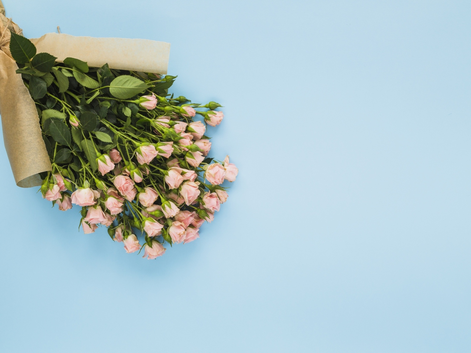 Большой букет розовых роз на голубом фоне