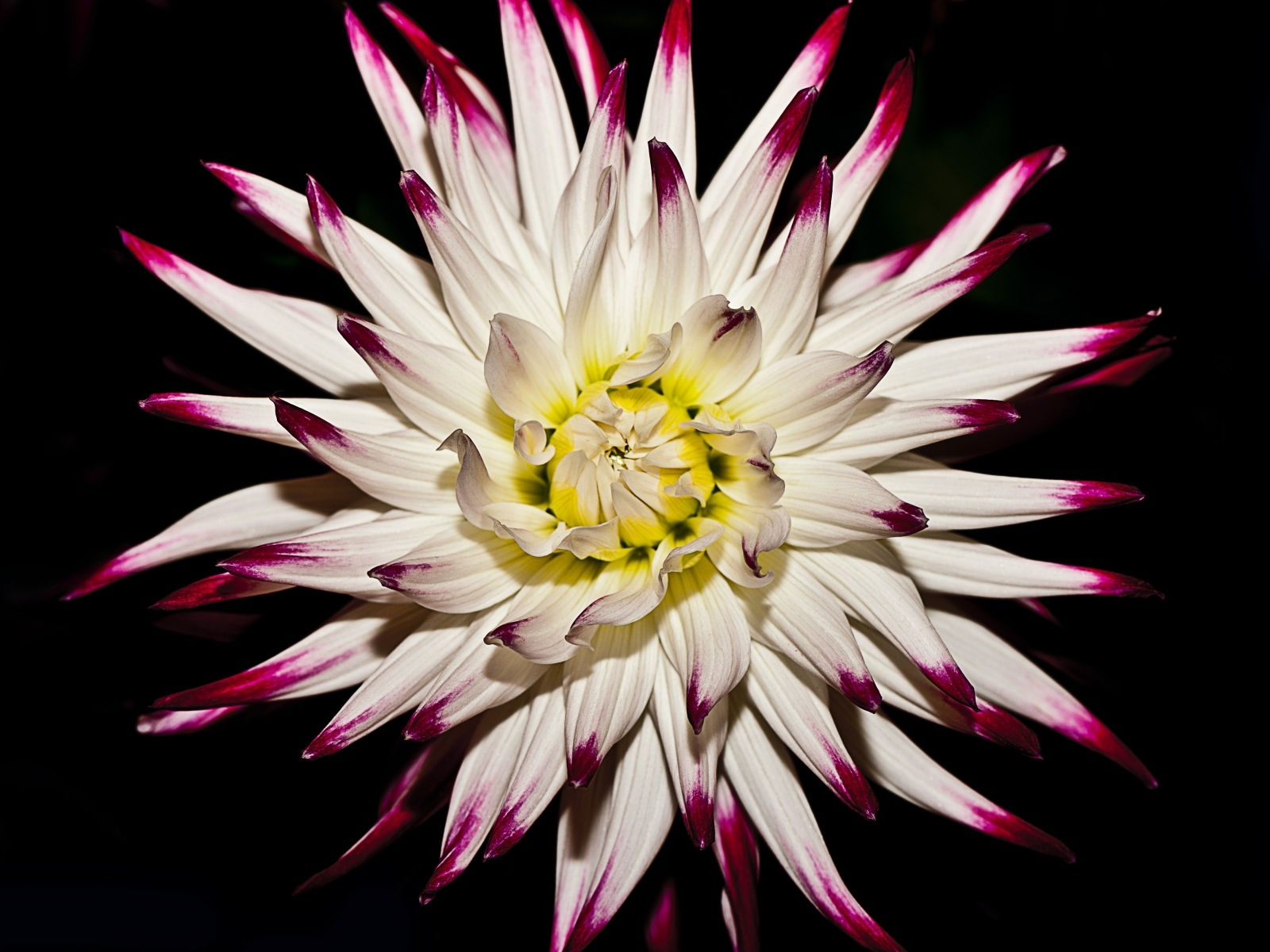 Крупный цветок георгина на черном фоне