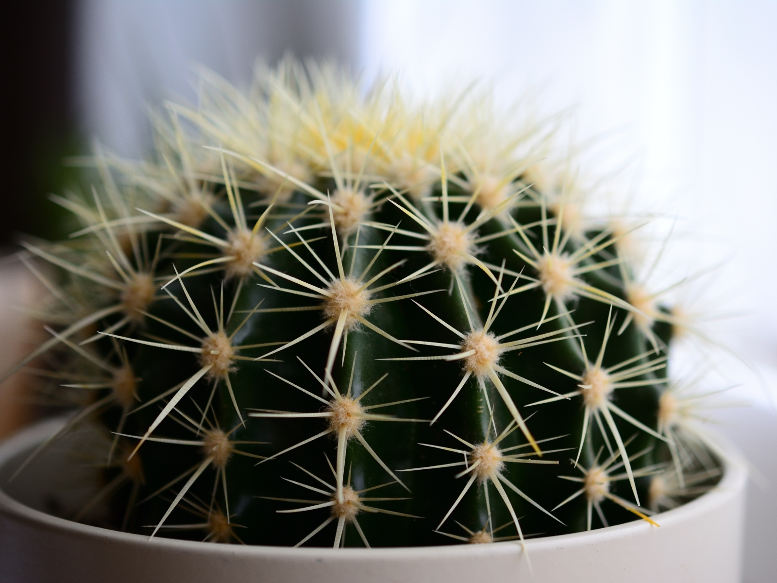 Большие иголки колючего кактуса