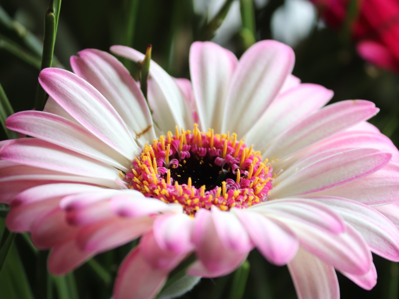 Большой розовый цветок гербера крупным планом