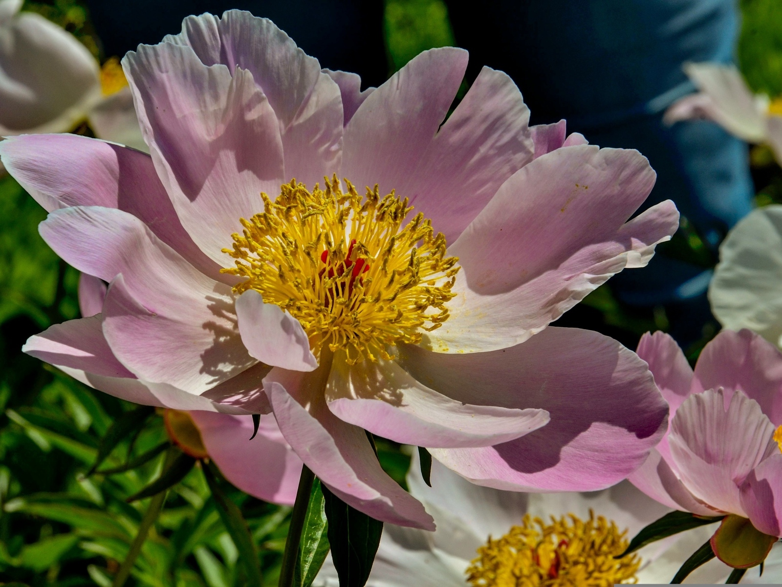 Большие розовые пионы на клумбе весной