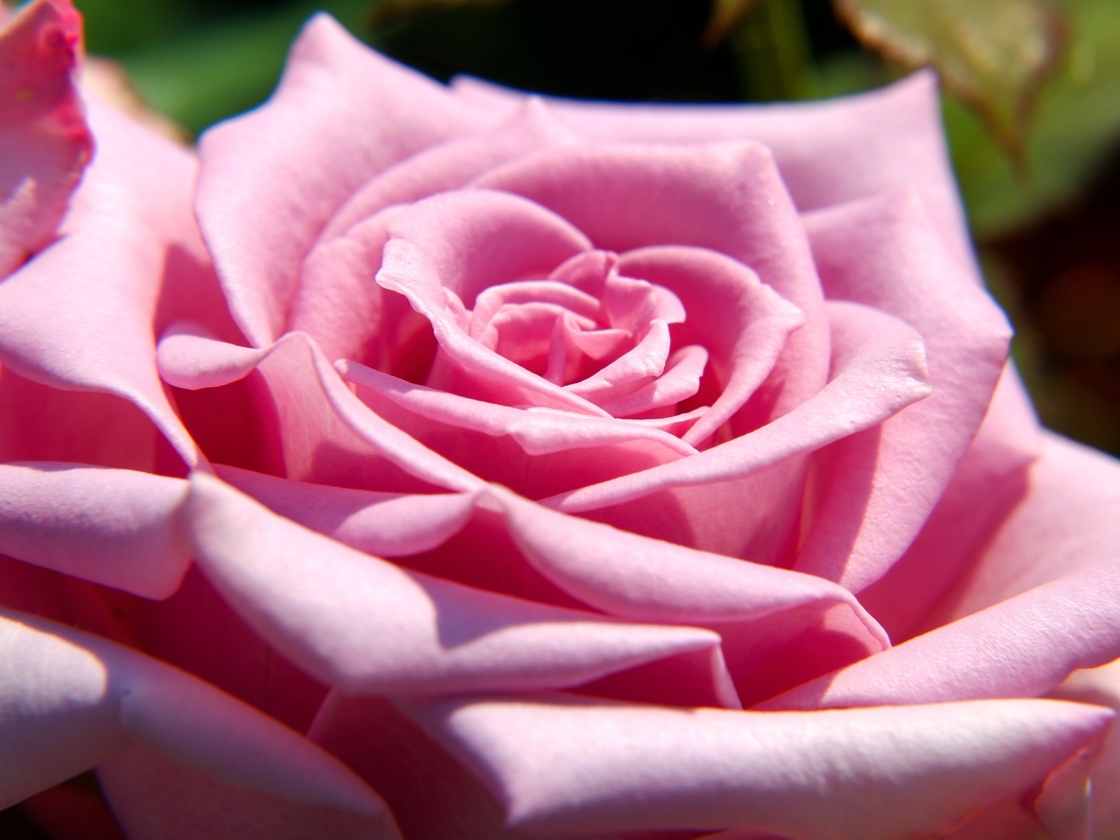 Крупная розовая роза вблизи