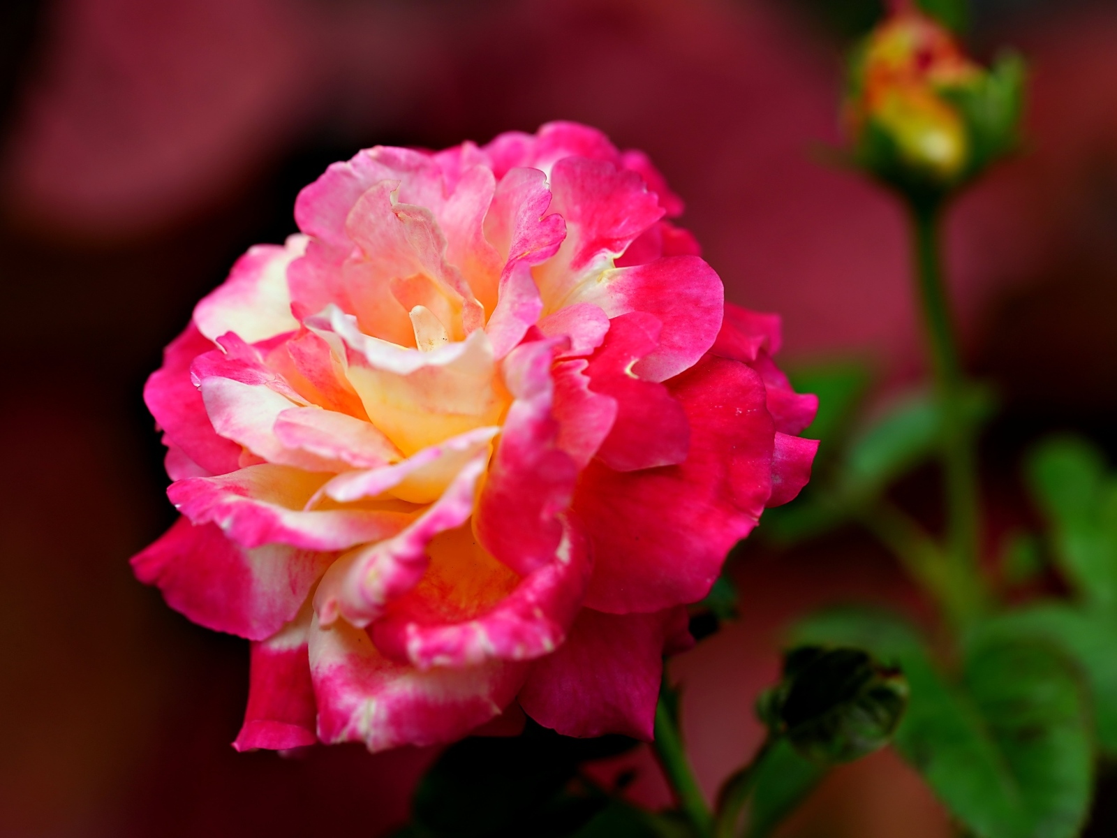 Крупная розовая роза с бутоном