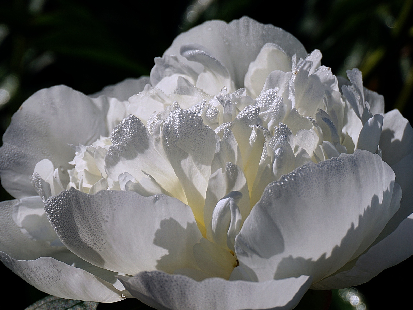 Большой белый цветок пиона крупным планом