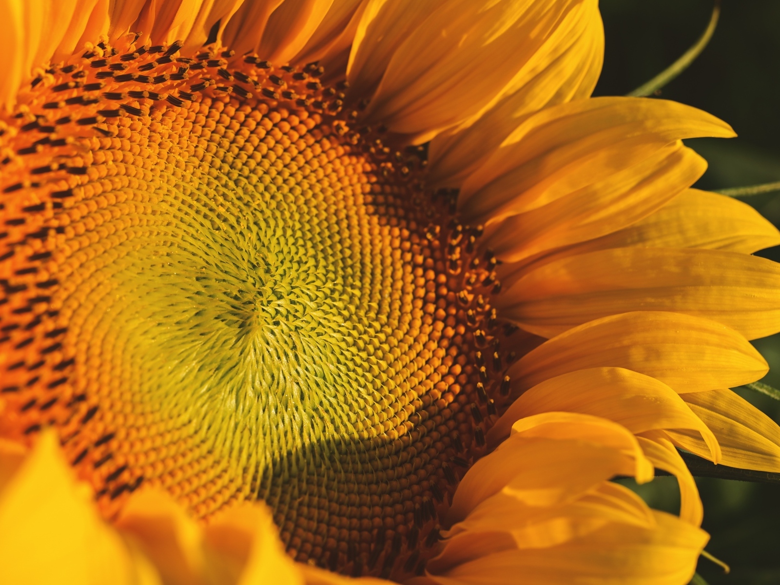 Большой желтый цветок подсолнуха в лучах солнца