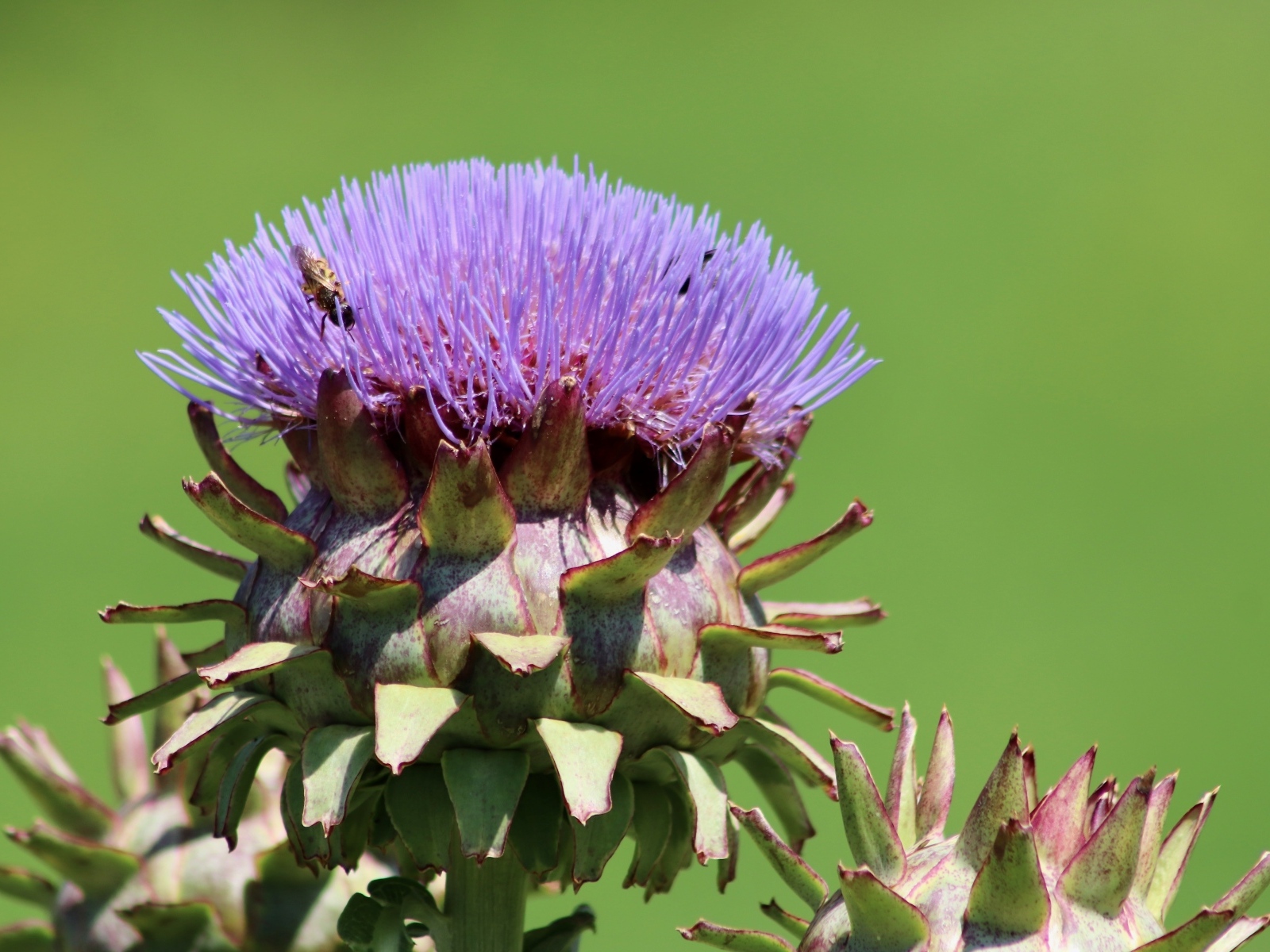 Сиреневый цветок артишока