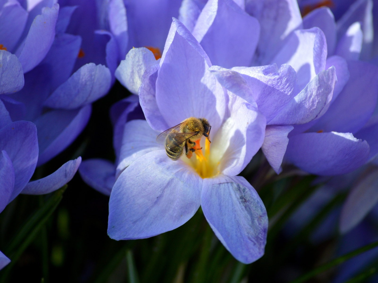 Сиреневый цветок крокуса с пчелой