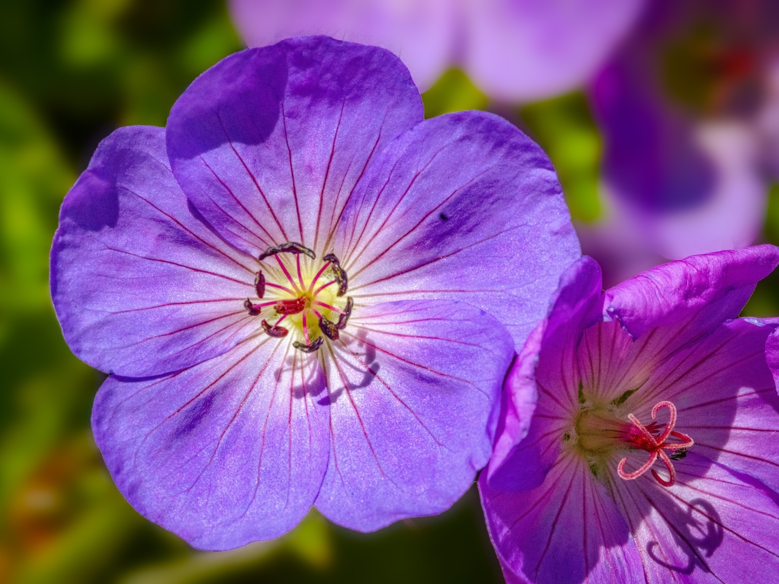 Сиреневые цветы флокса крупным планом