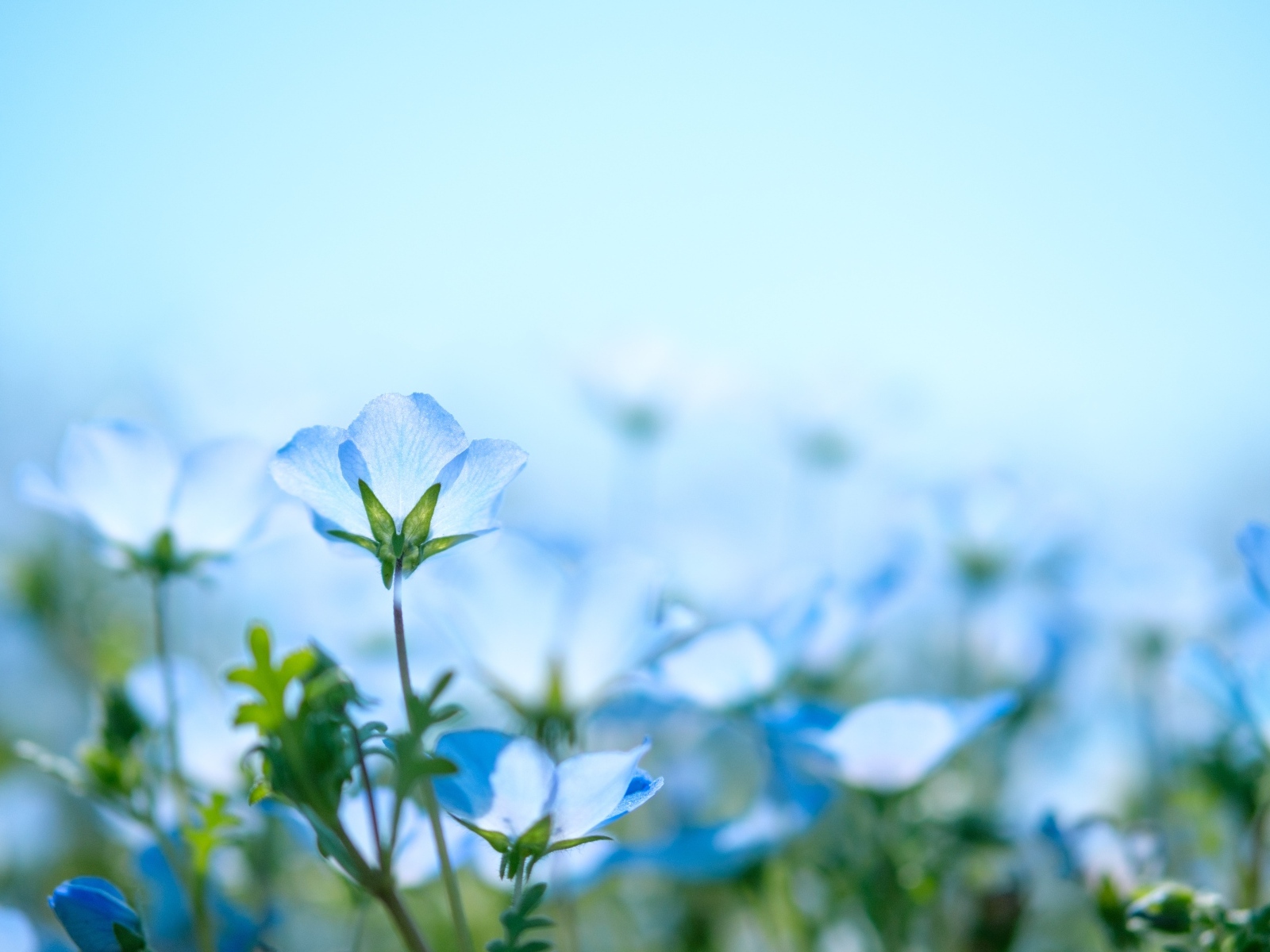 Маленькие синие незабудки на поле 
