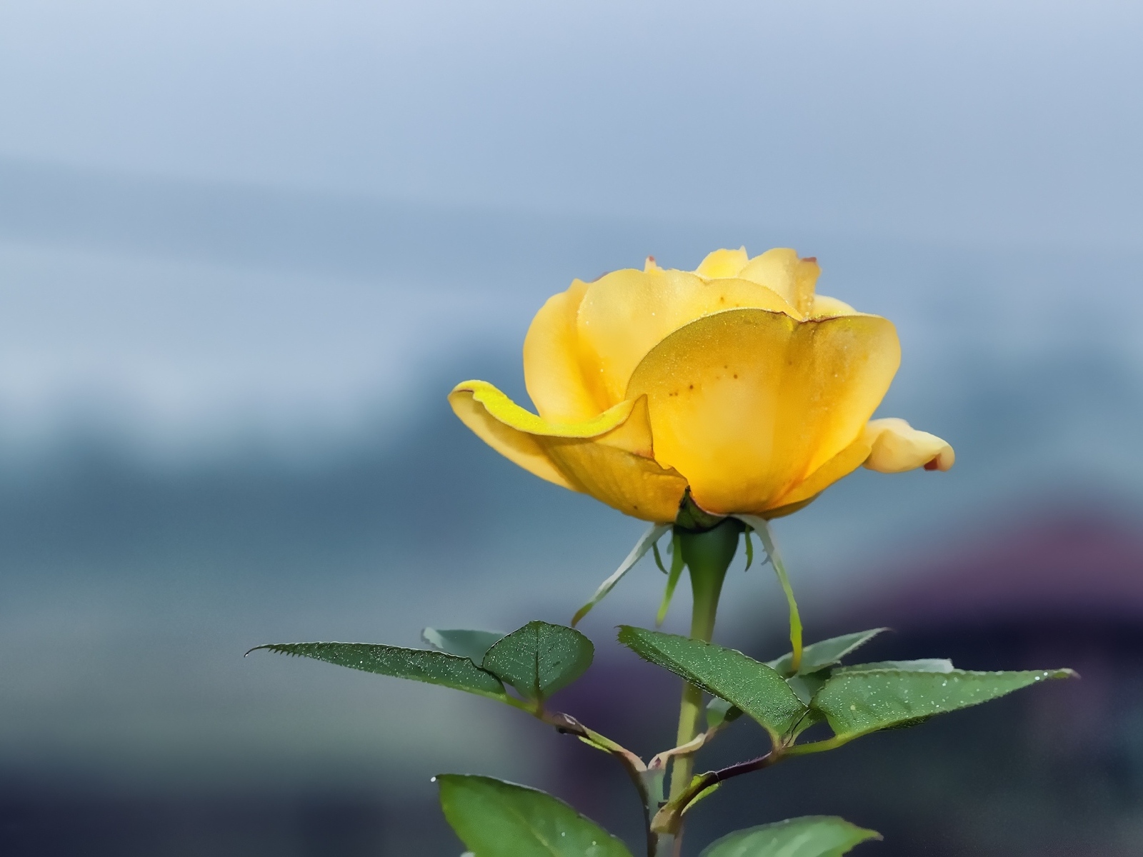 Одинокая желтая роза на сером фоне