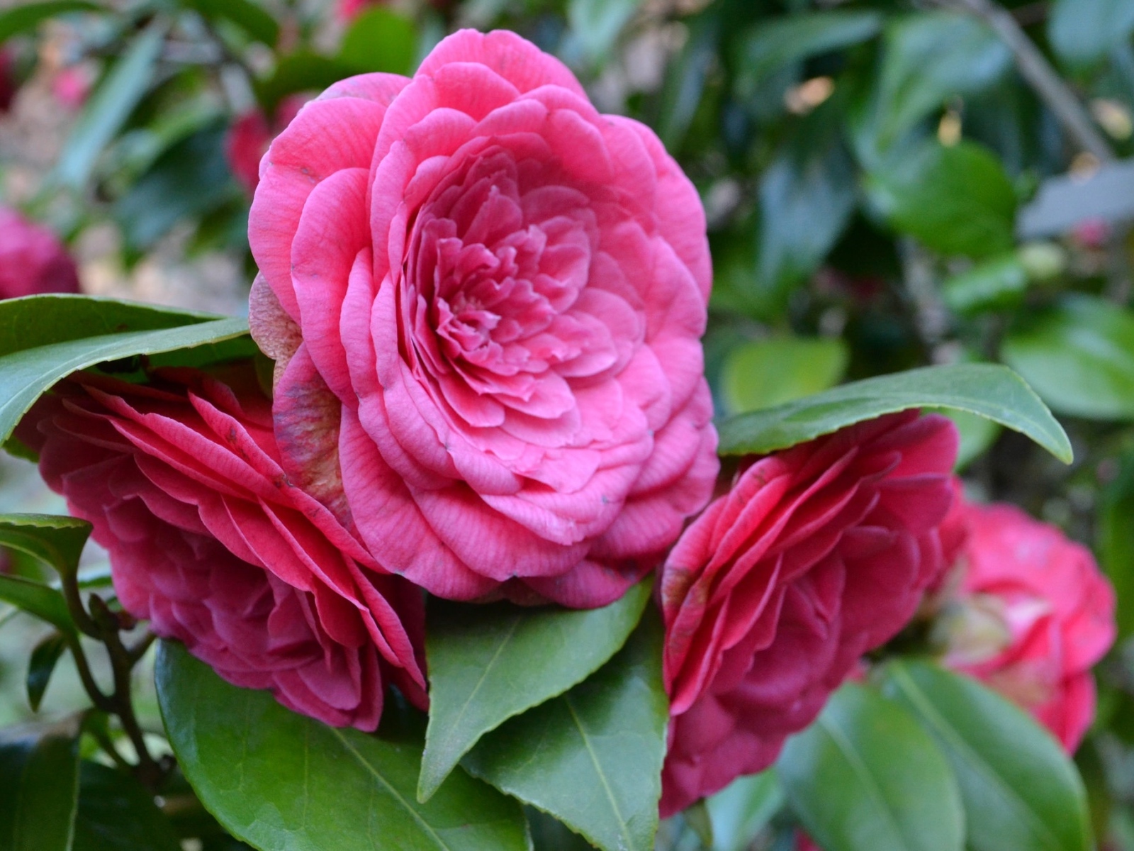 Много розовых цветов камелии