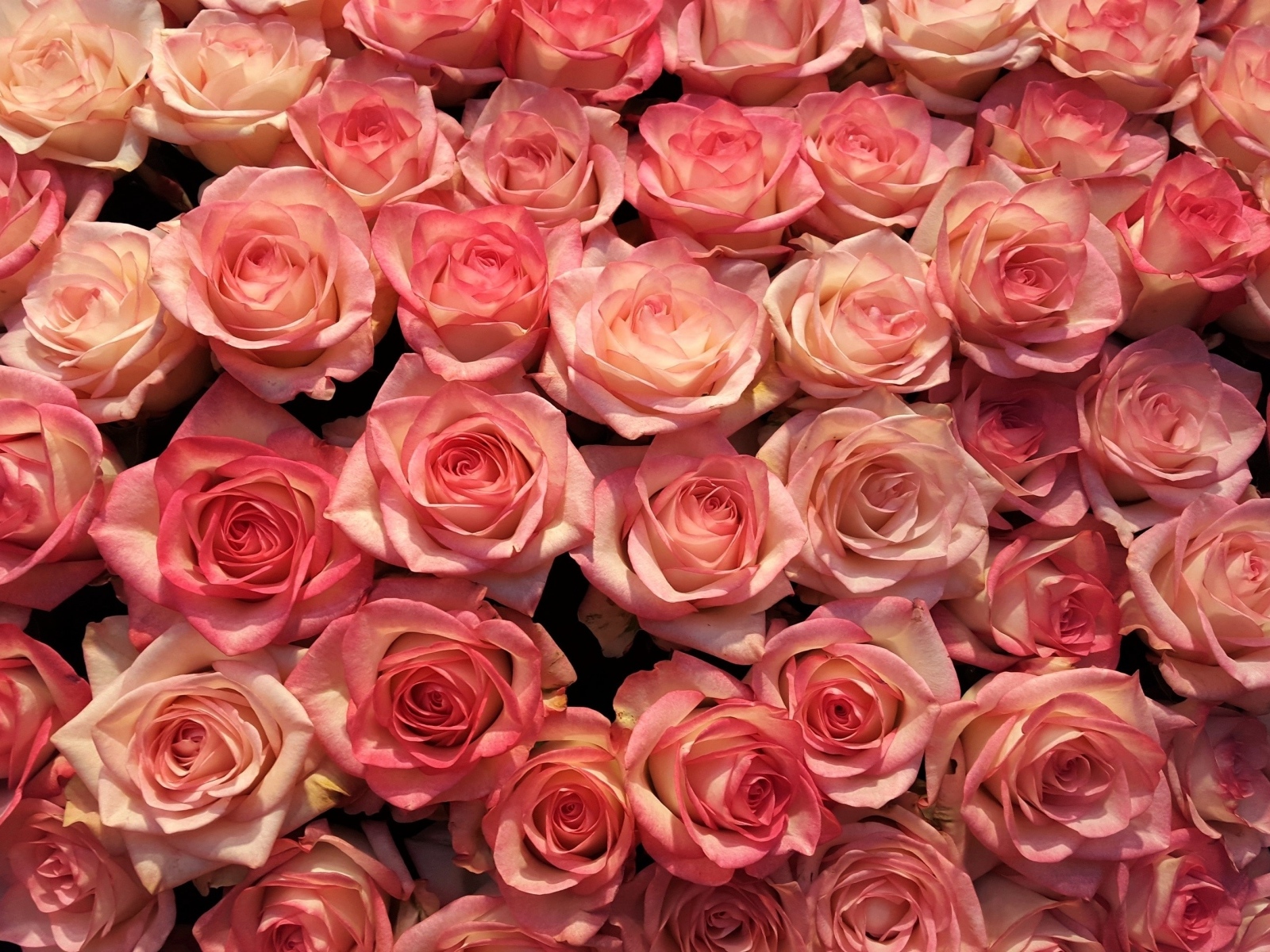 Много розовых роз на фон