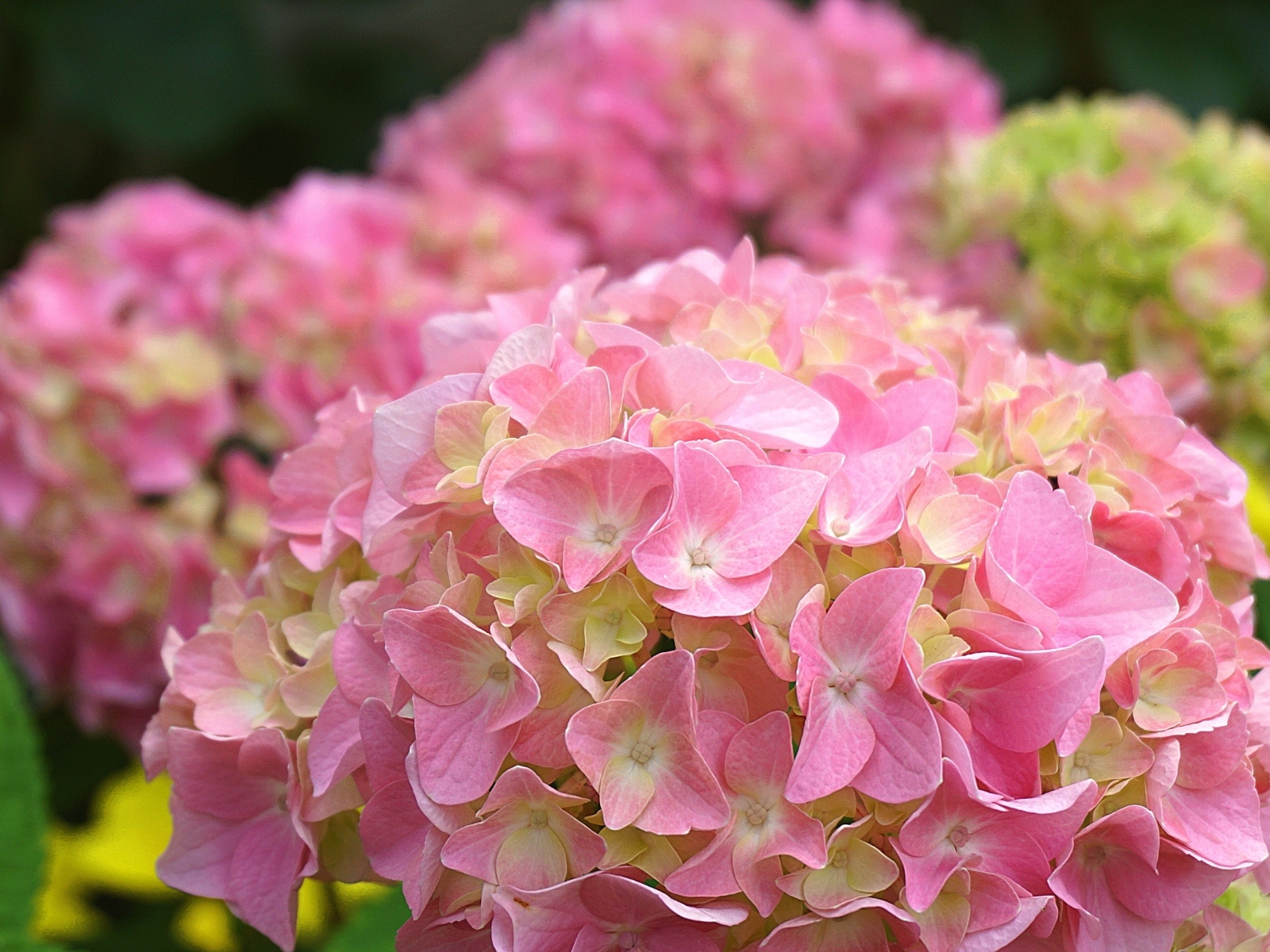 Много розовых крупных цветов гортензии