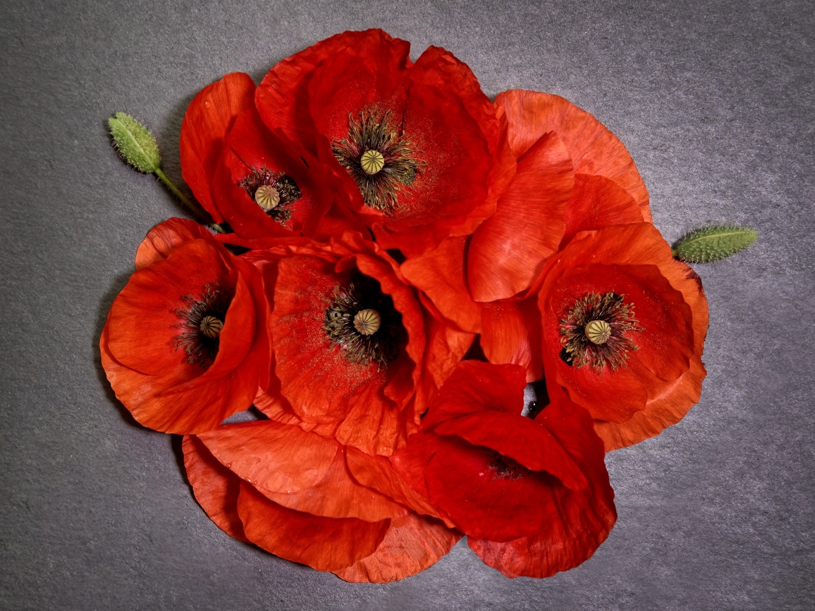 Много красных цветов мака на сером фоне