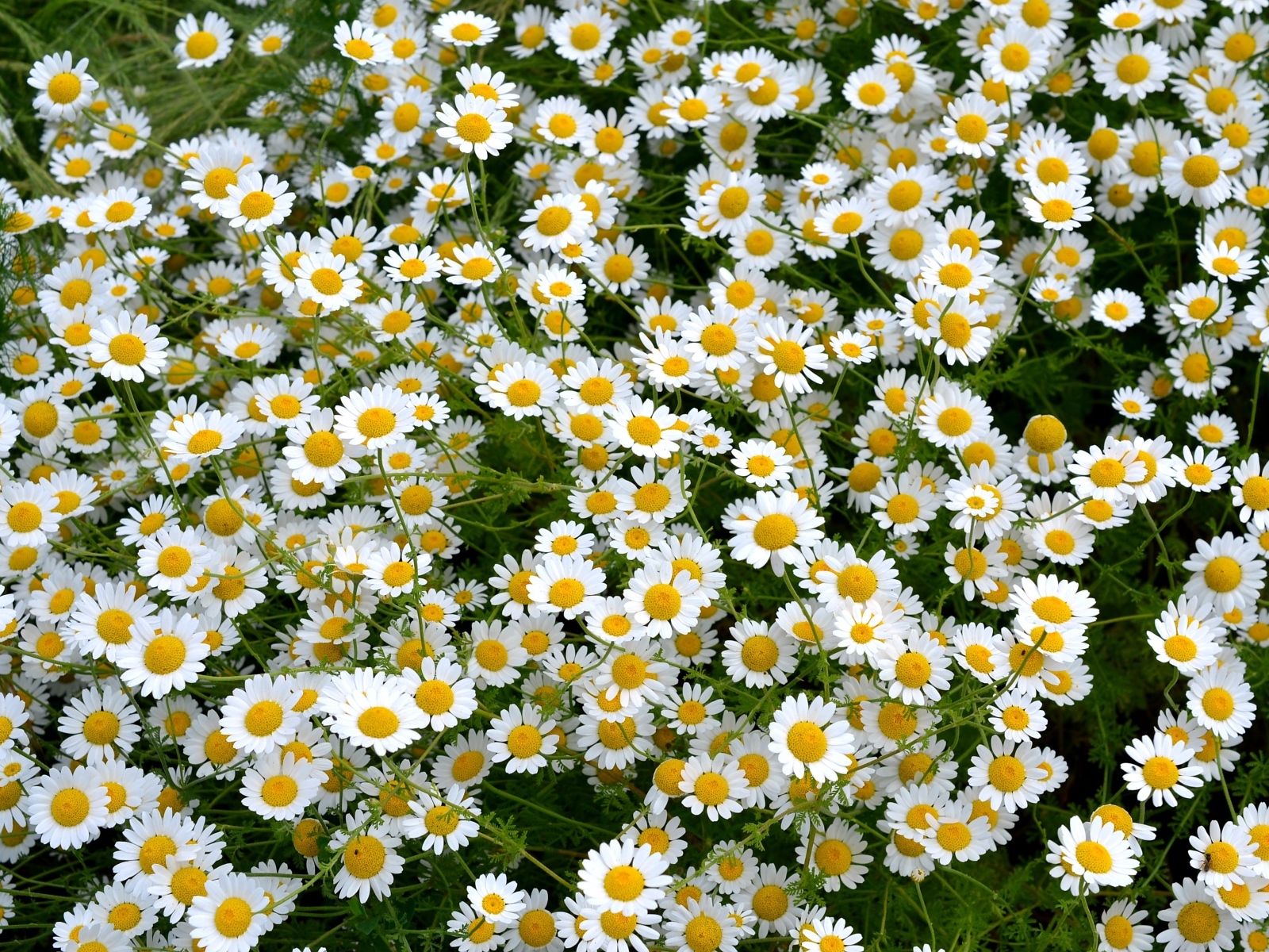 Много мелких цветов лекарственной ромашки