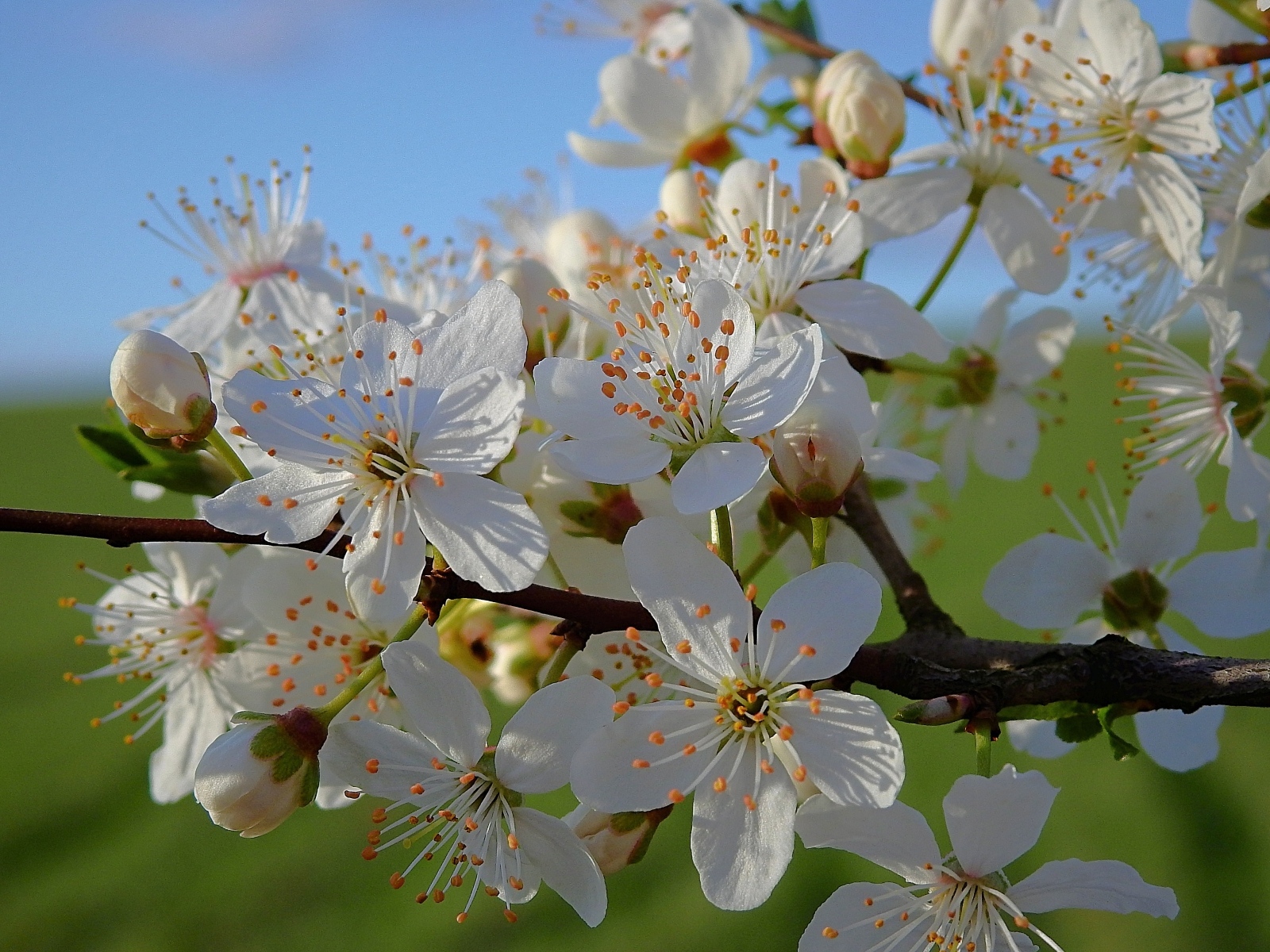 Много белых цветов на ветке вишни в лучах солнца