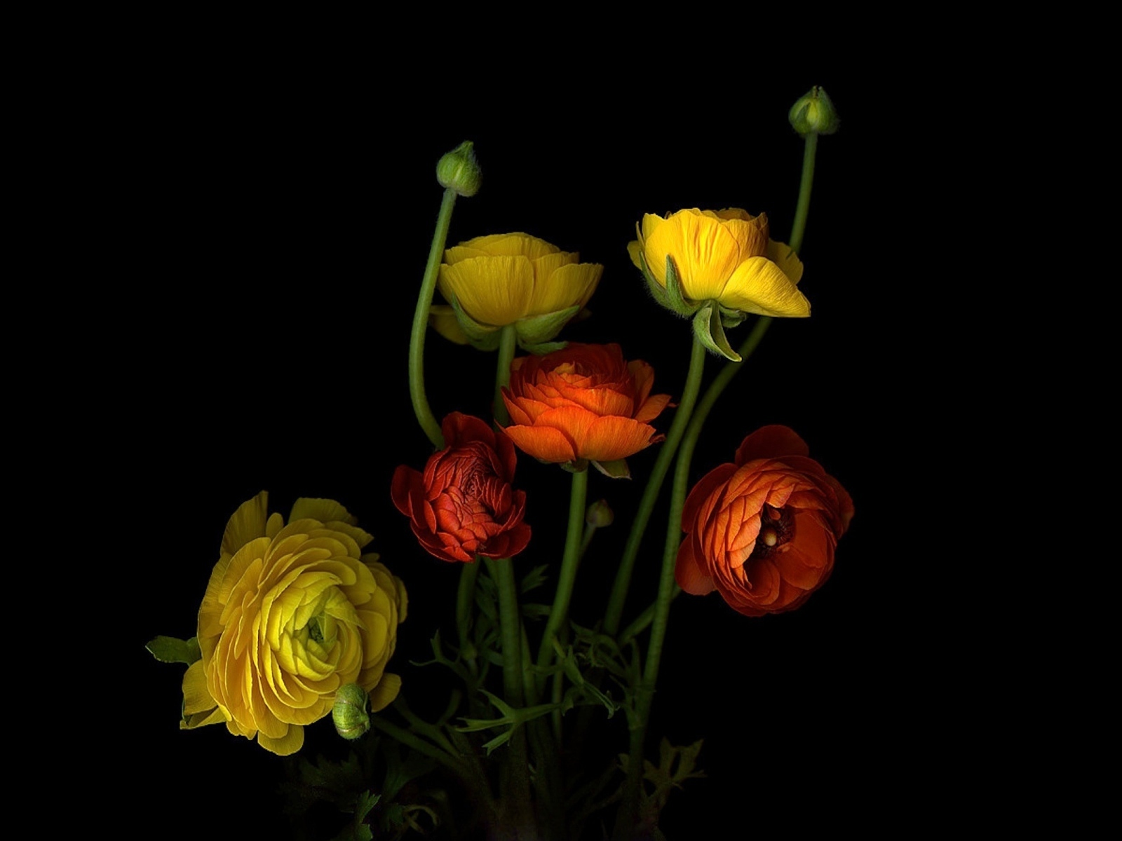 Разноцветные лютики на черном фоне