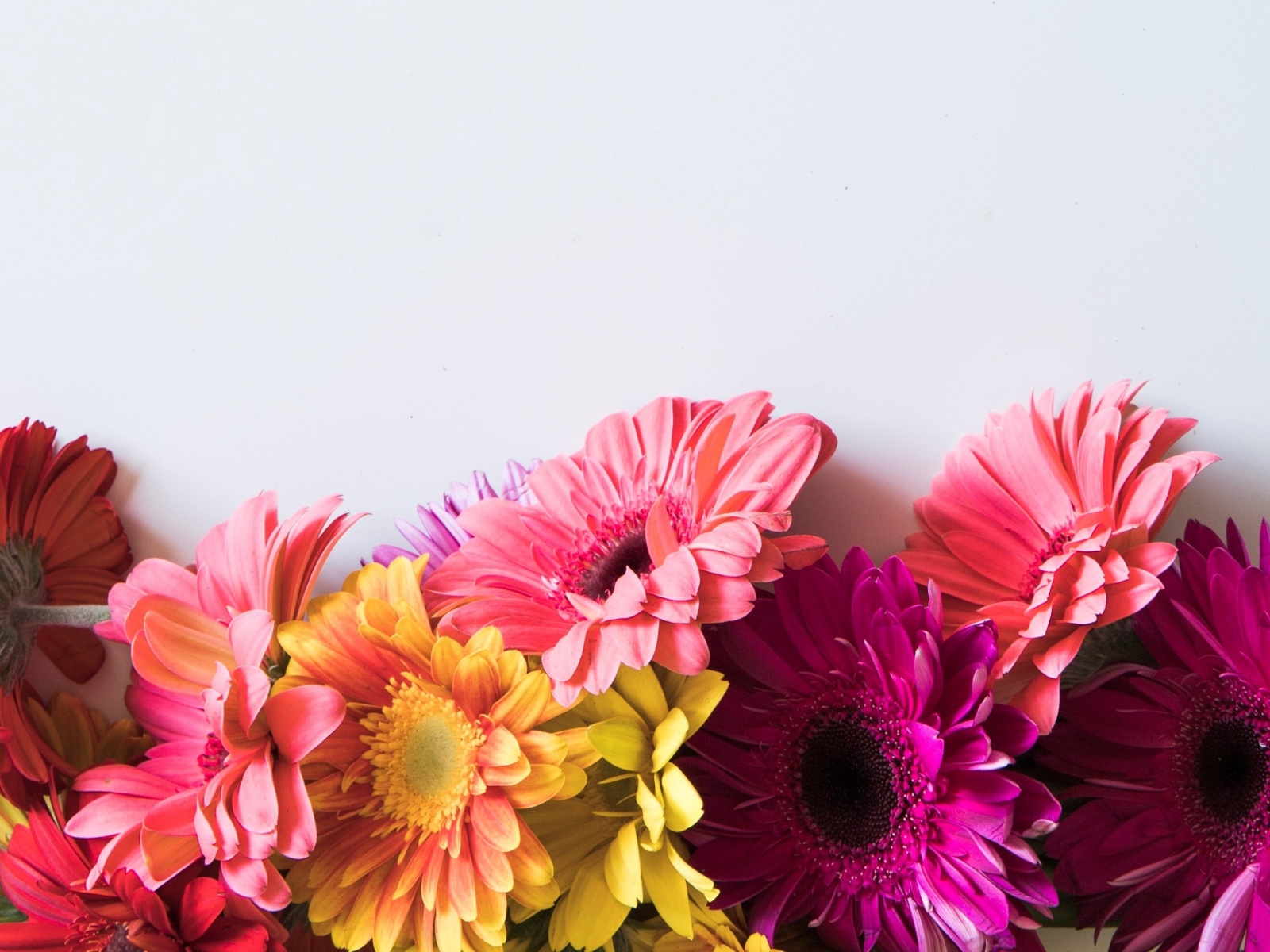 Разноцветные герберы на сером фоне