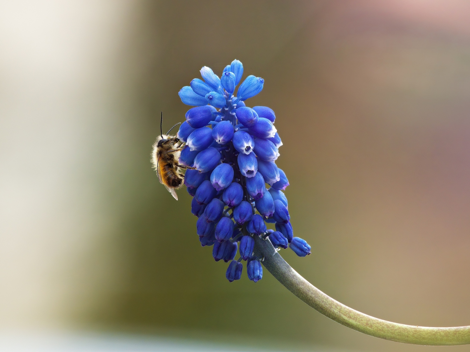 Цветок мускарик крупным планом