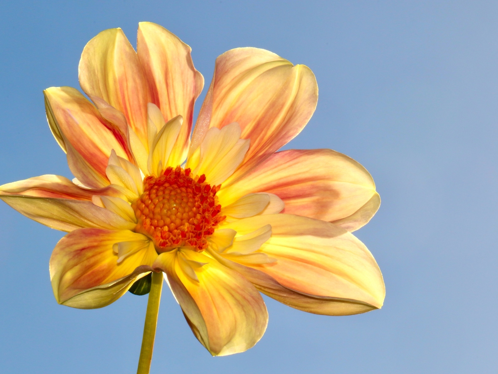 Оранжевый цветок георгина на голубом фоне