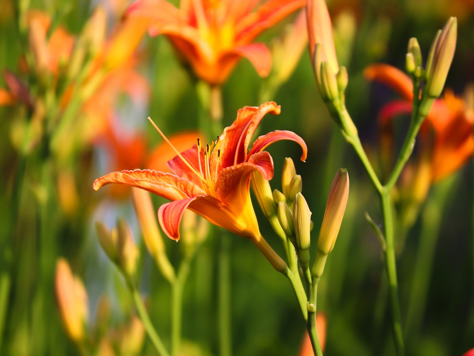 Оранжевые цветы лилейник с бутонами в лучах солнца