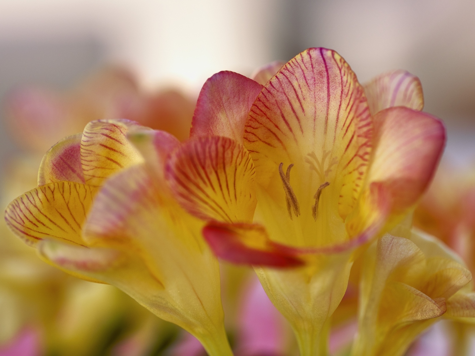 Оранжевые цветы фрезия крупным планом