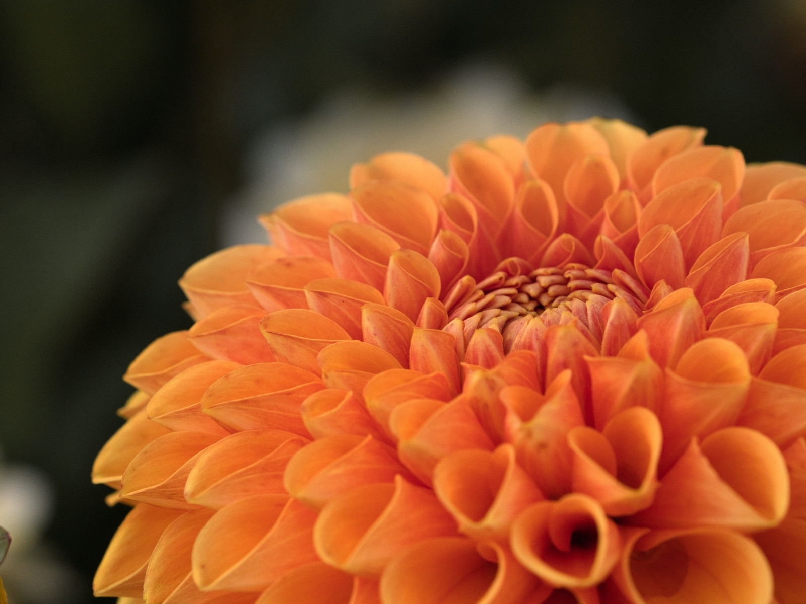 Оранжевая пышная георгина вблизи