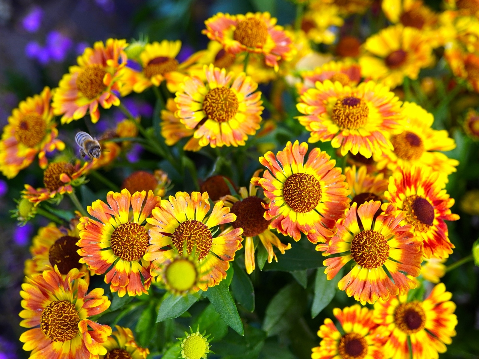 Оранжевые мелкие садовые цветы