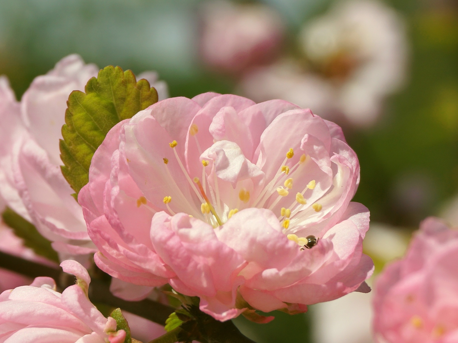 Розовые цветы луизеания в лучах солнца