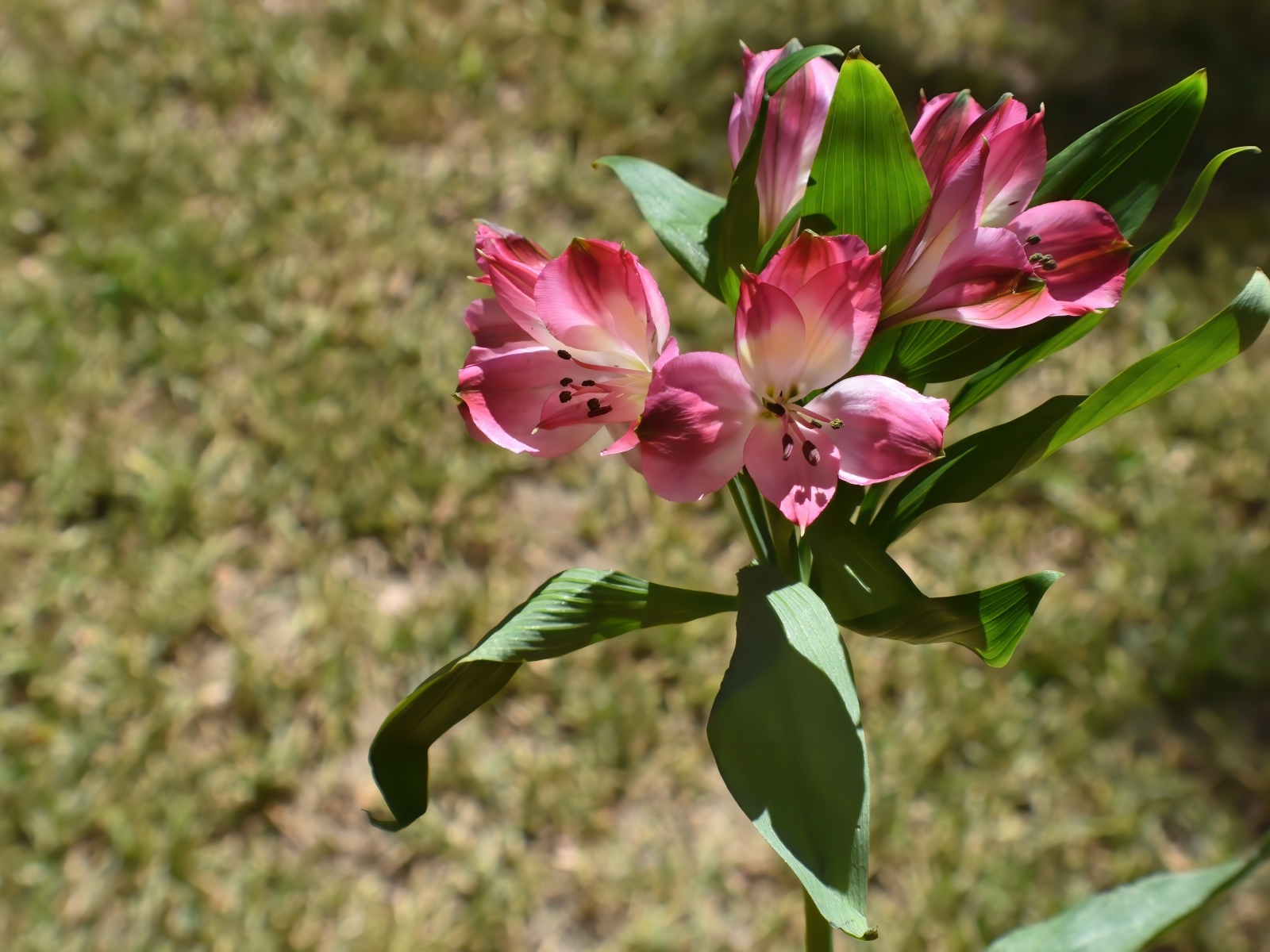 Розовые цветы альстромерии с зелеными листьями