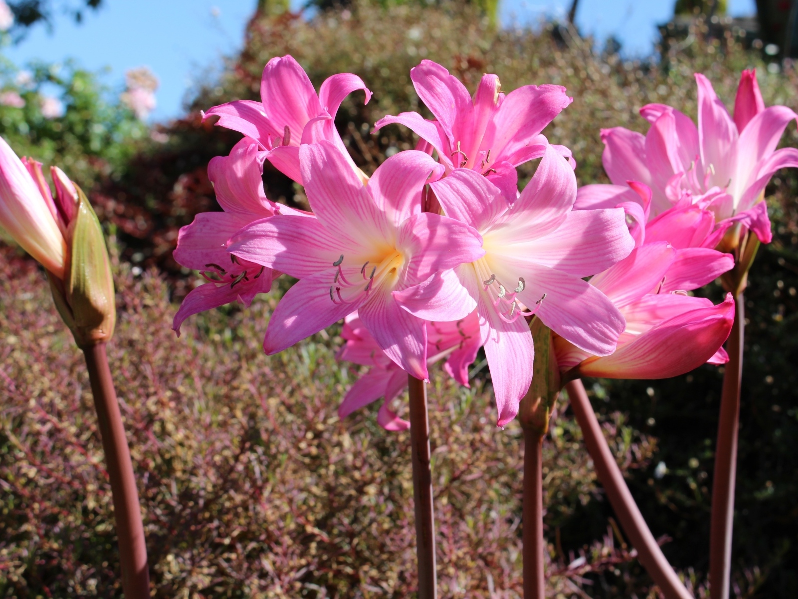 Розовые цветы амариллис на клумбе