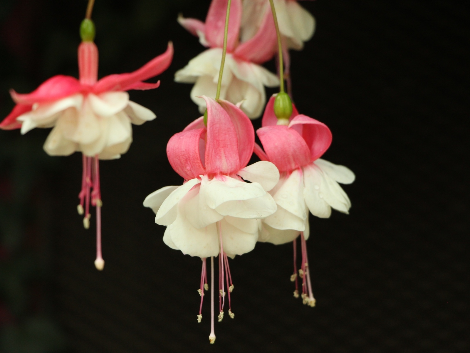 Розовые с белым цветы фуксии на черном фоне