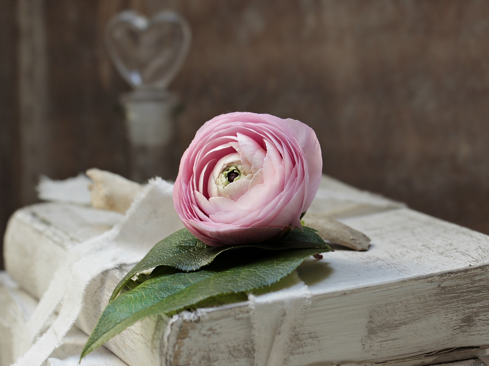 Розовый цветок лютика лежит на старой книге