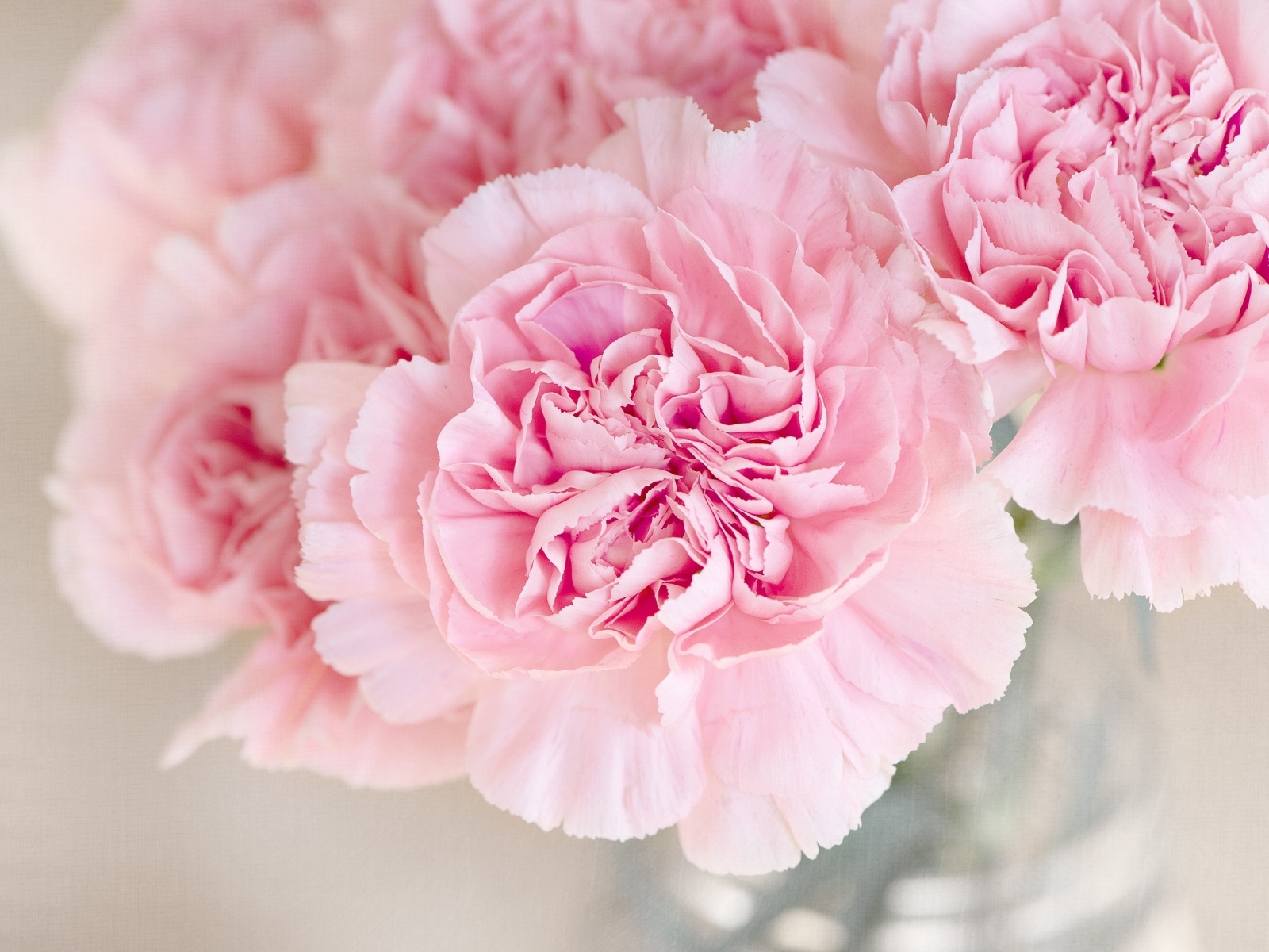 Розовые гвоздики крупным планом