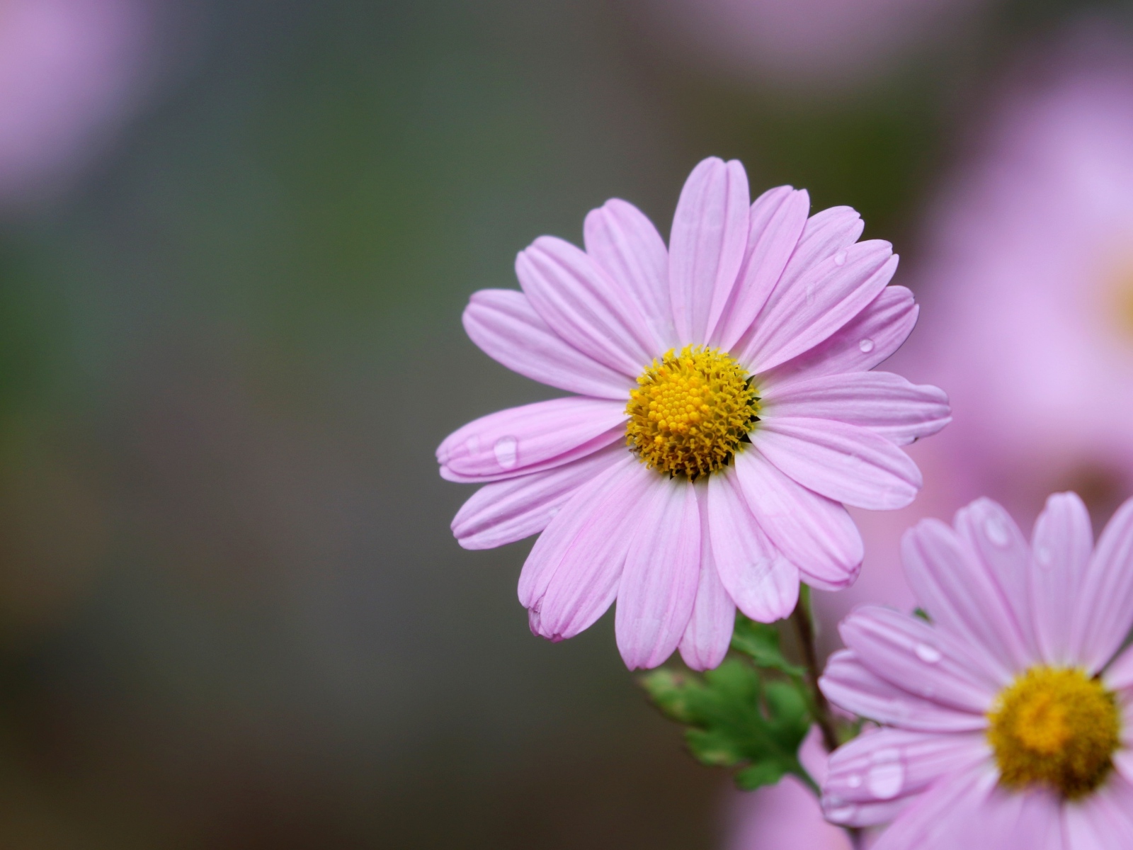 Розовые ромашковидные хризантемы крупным планом