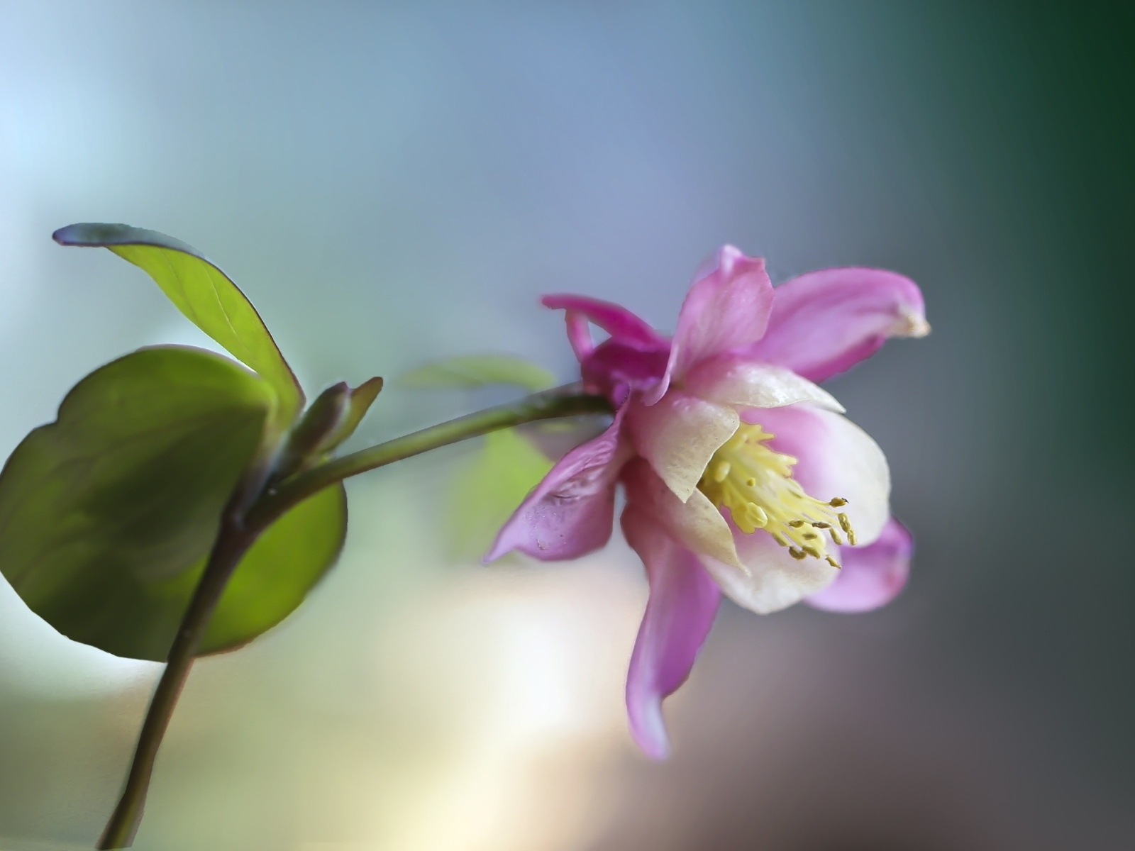 Розовый цветок водосбор крупным планом