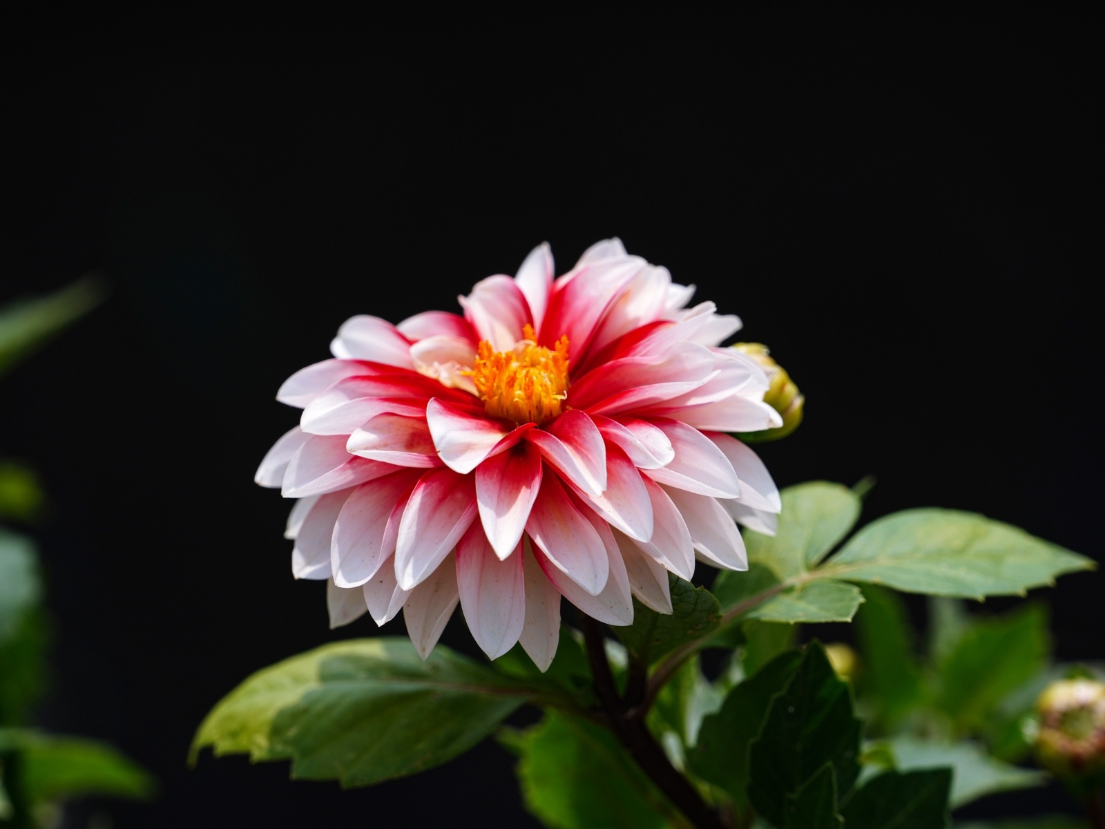 Розовый цветок георгина на черном фоне