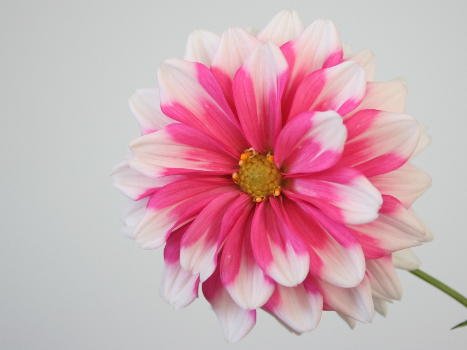 Розовый цветок георгина на сером фоне