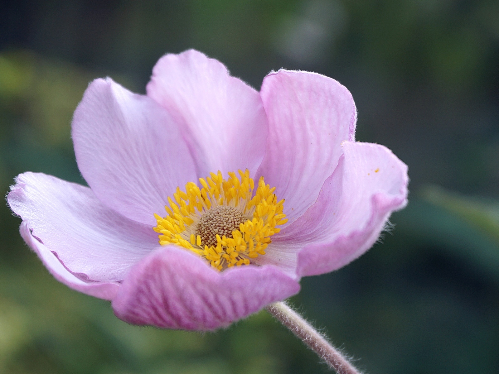 Розовый нежный цветок анемоны крупным планом