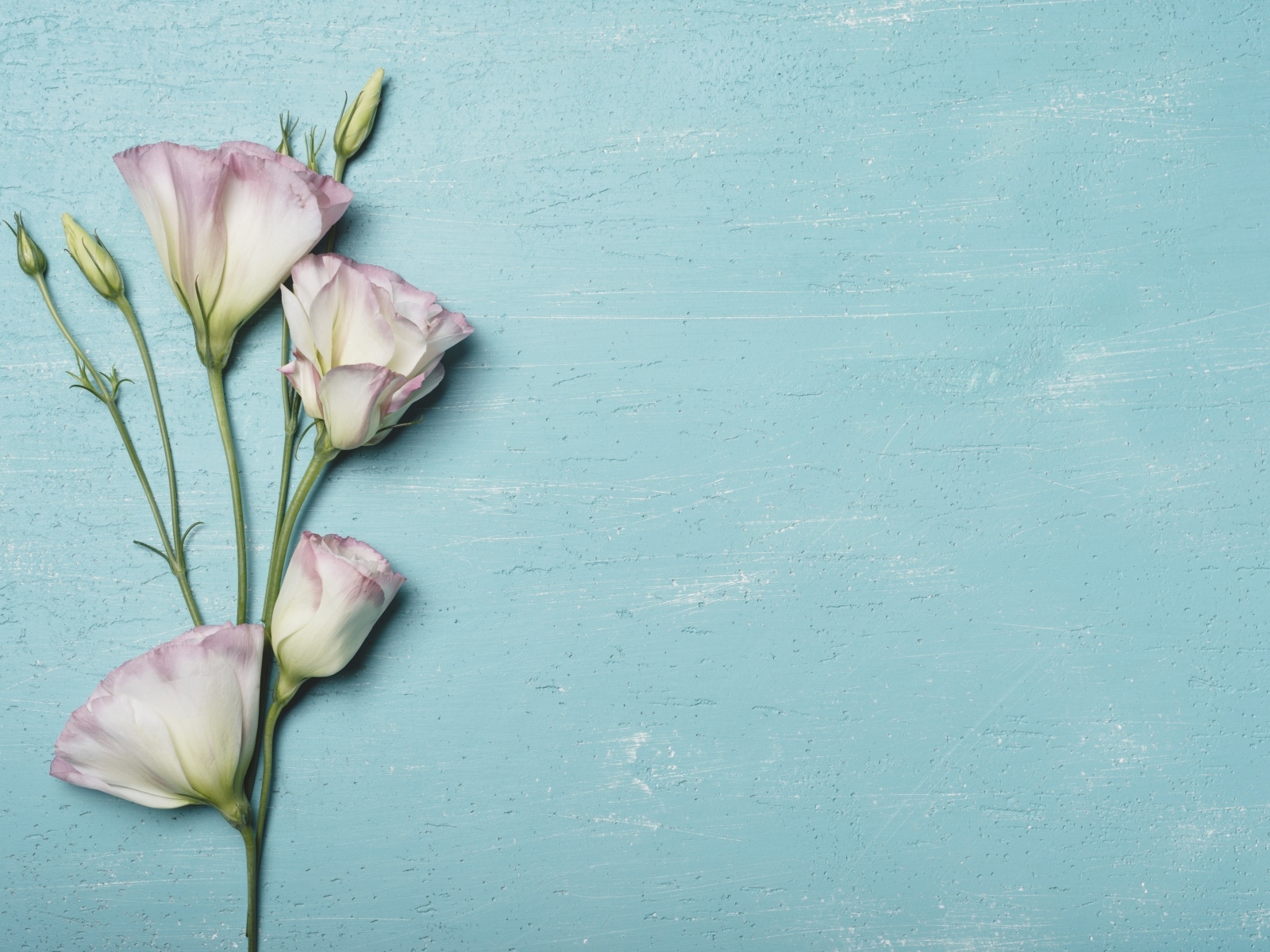 Розовый цветок эустомы на голубом столе