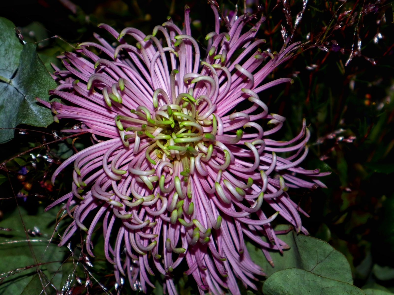 Розовый экзотический цветок крупным планом