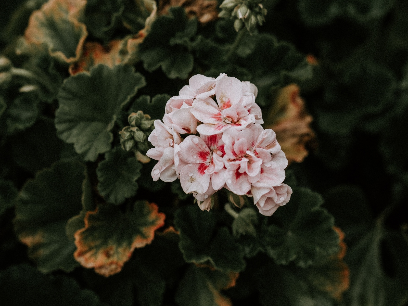 Розовые цветы комнатной герани