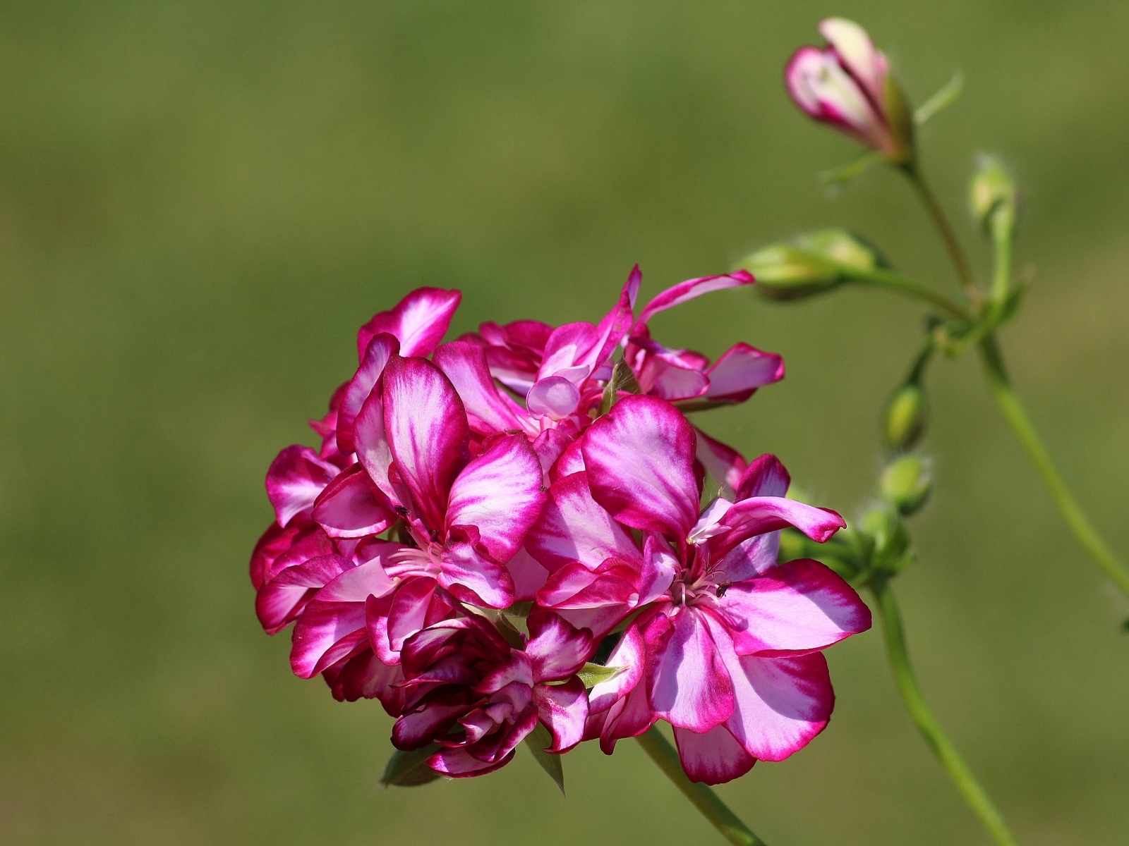 Розовые цветы герани крупным планом