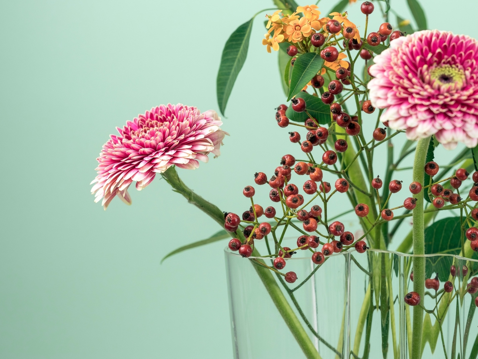 Розовые герберы с ветками на голубом фоне